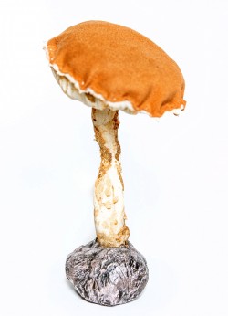 Sēne (2)
