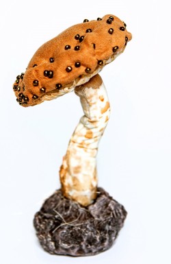 Sēne (3)